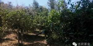 2016第一波古茶山全面調研第二站——勐海之南糯山